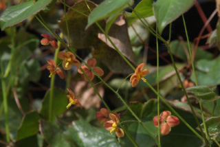 Epimedium pubigerum 'Orangekoenigin'Elfenbloem bestellen